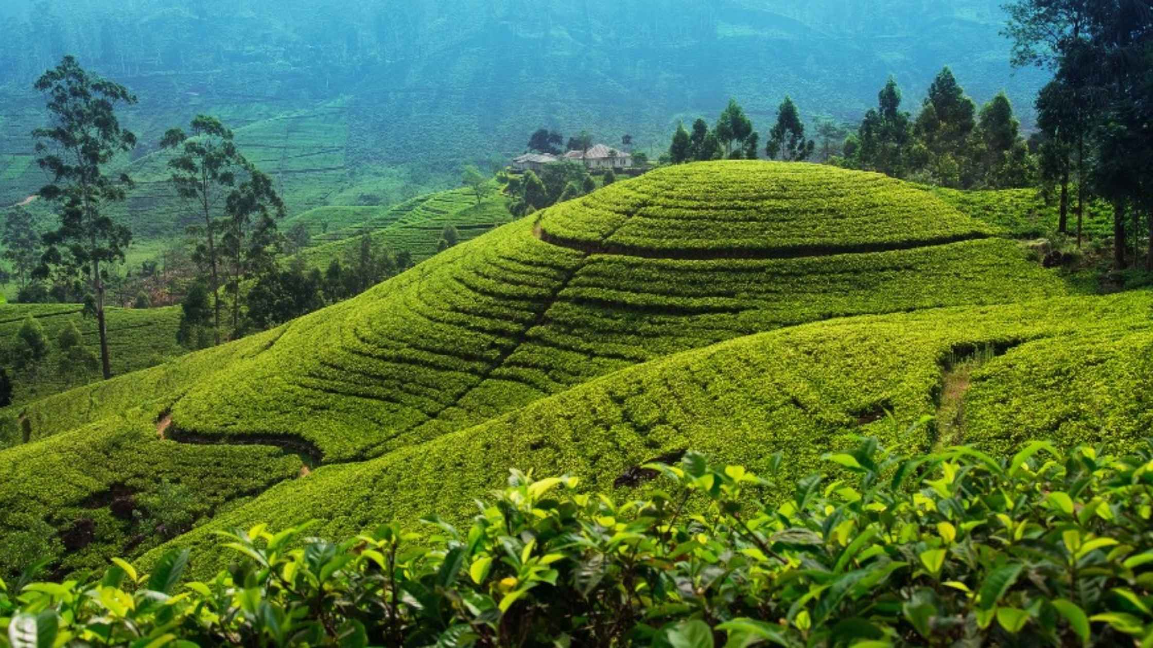 Day Two: Into the Sacred Hills – 7-Day Sri Lanka Adventure