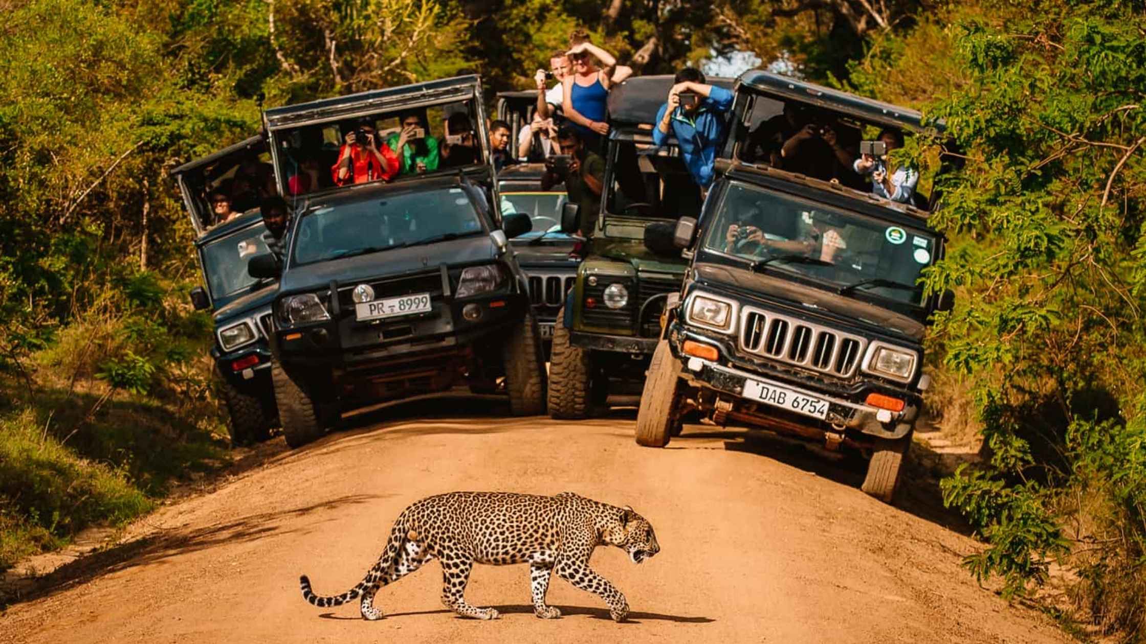 Day Five: Where Civilization Meets Wild – 7-Day Sri Lanka Adventure