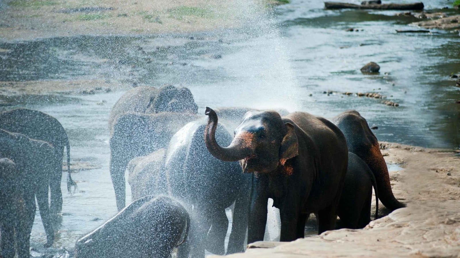 Day 6: Elephants and Sea Breezes – Sri Lanka 7-Day Itinerary