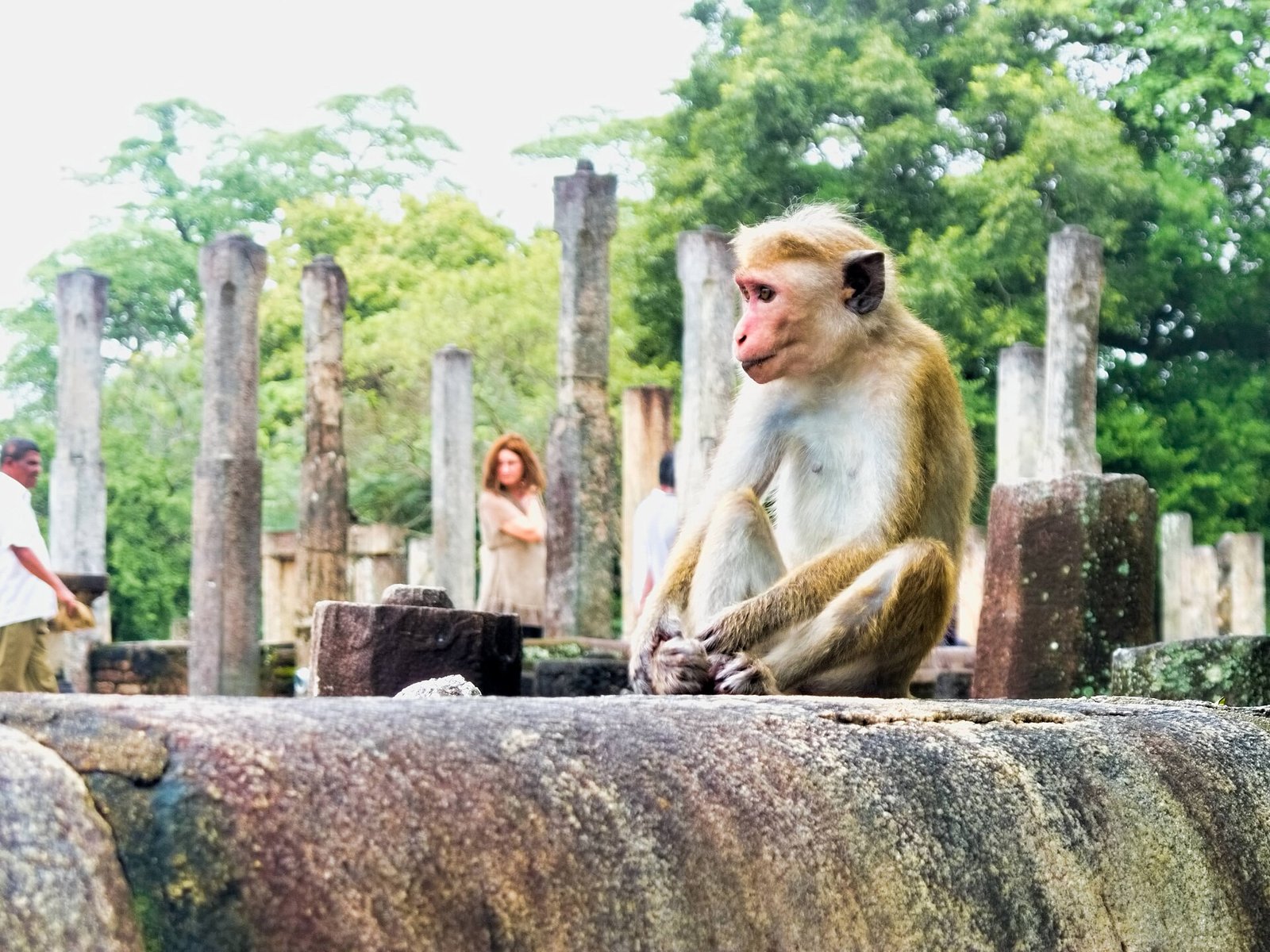 Toque macaque sitting among the ruins of Polonnaruwa