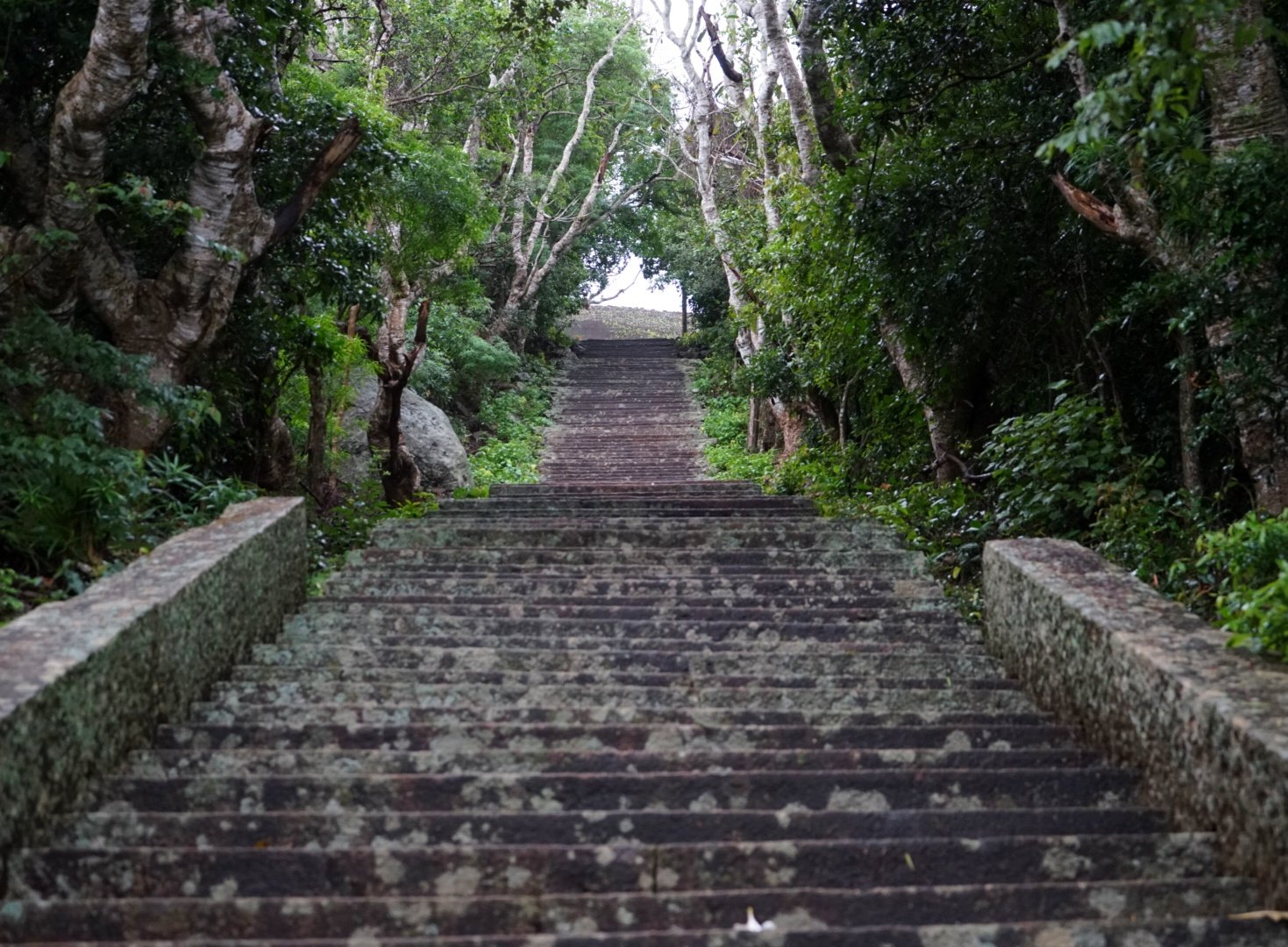 Ancient stone staircase climbing through the forest at Mihintale