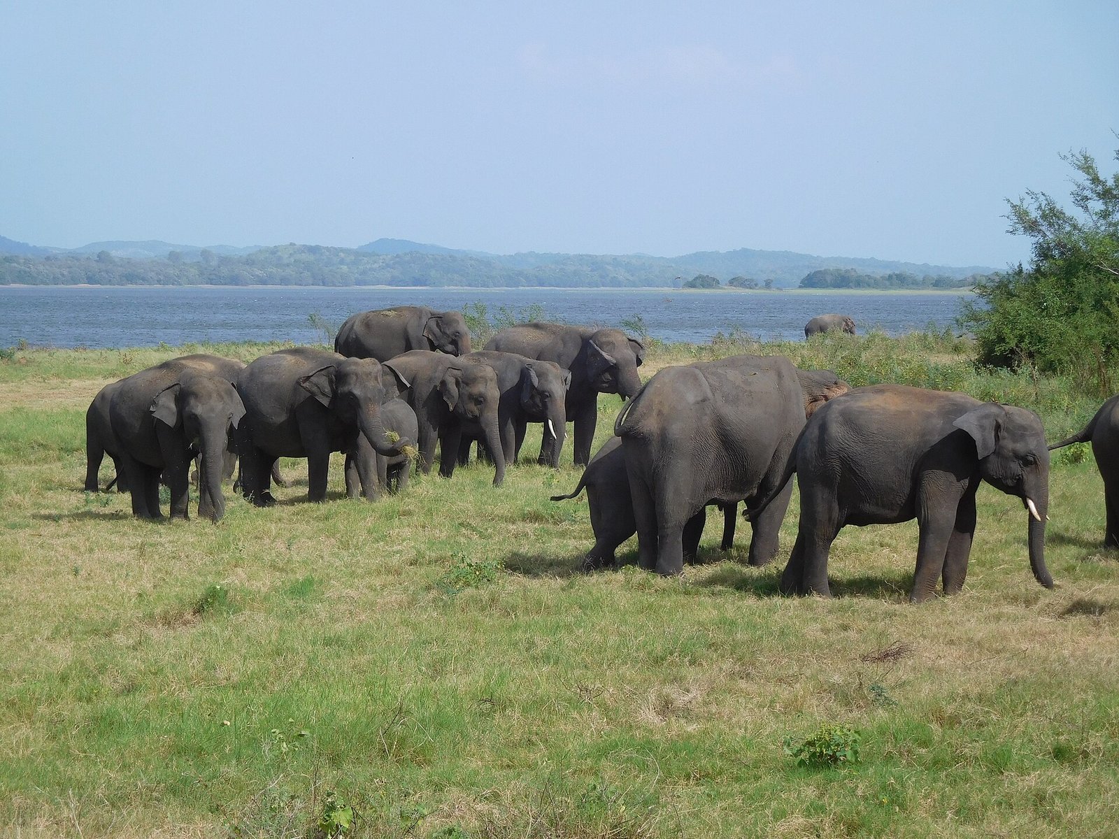 Herd of elephants gathering on the grassland at Minneriya