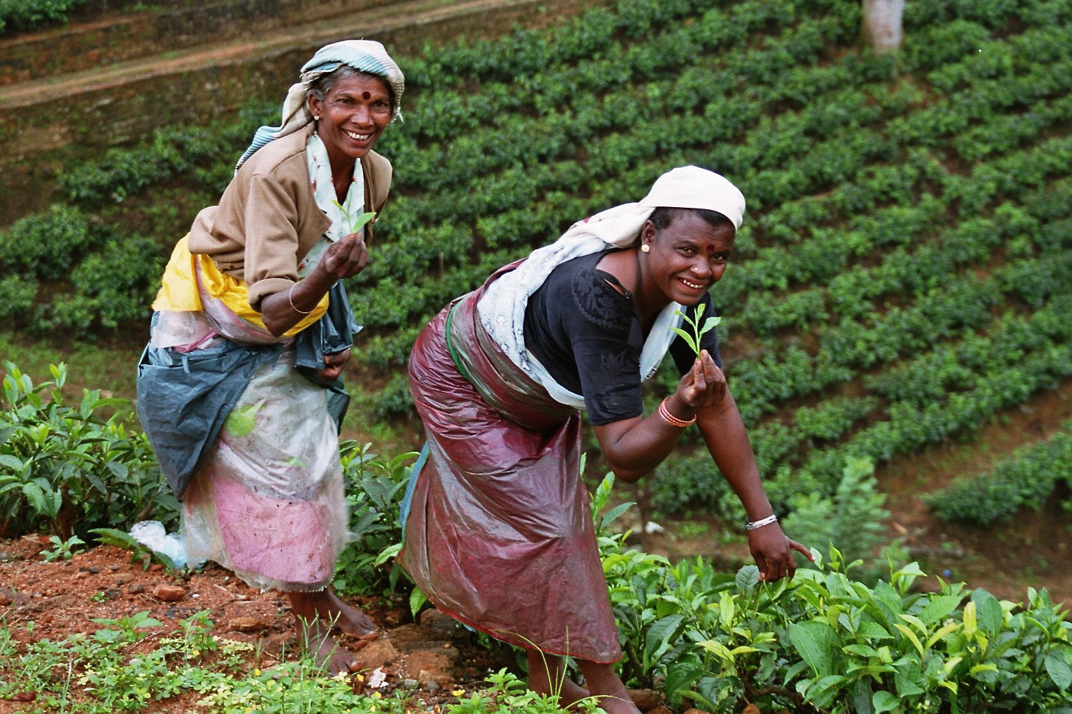 Tea pluckers at work among the bushes of a hill-country estate