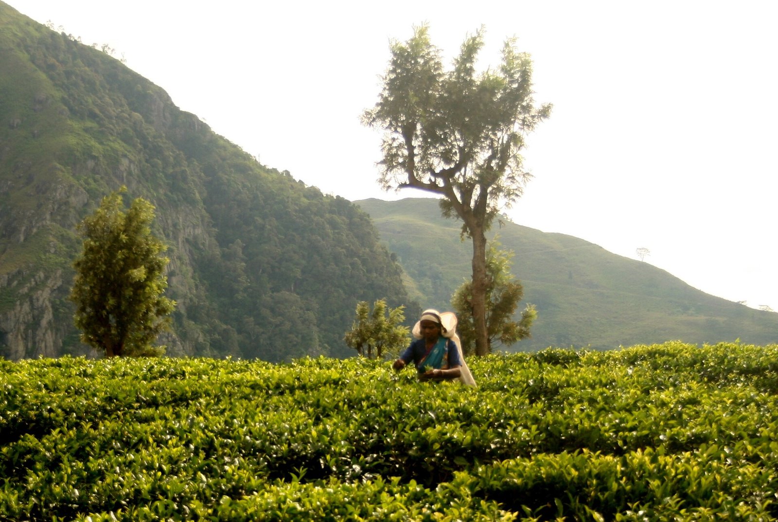 Tea picker working on a hillside tea estate in Haputale