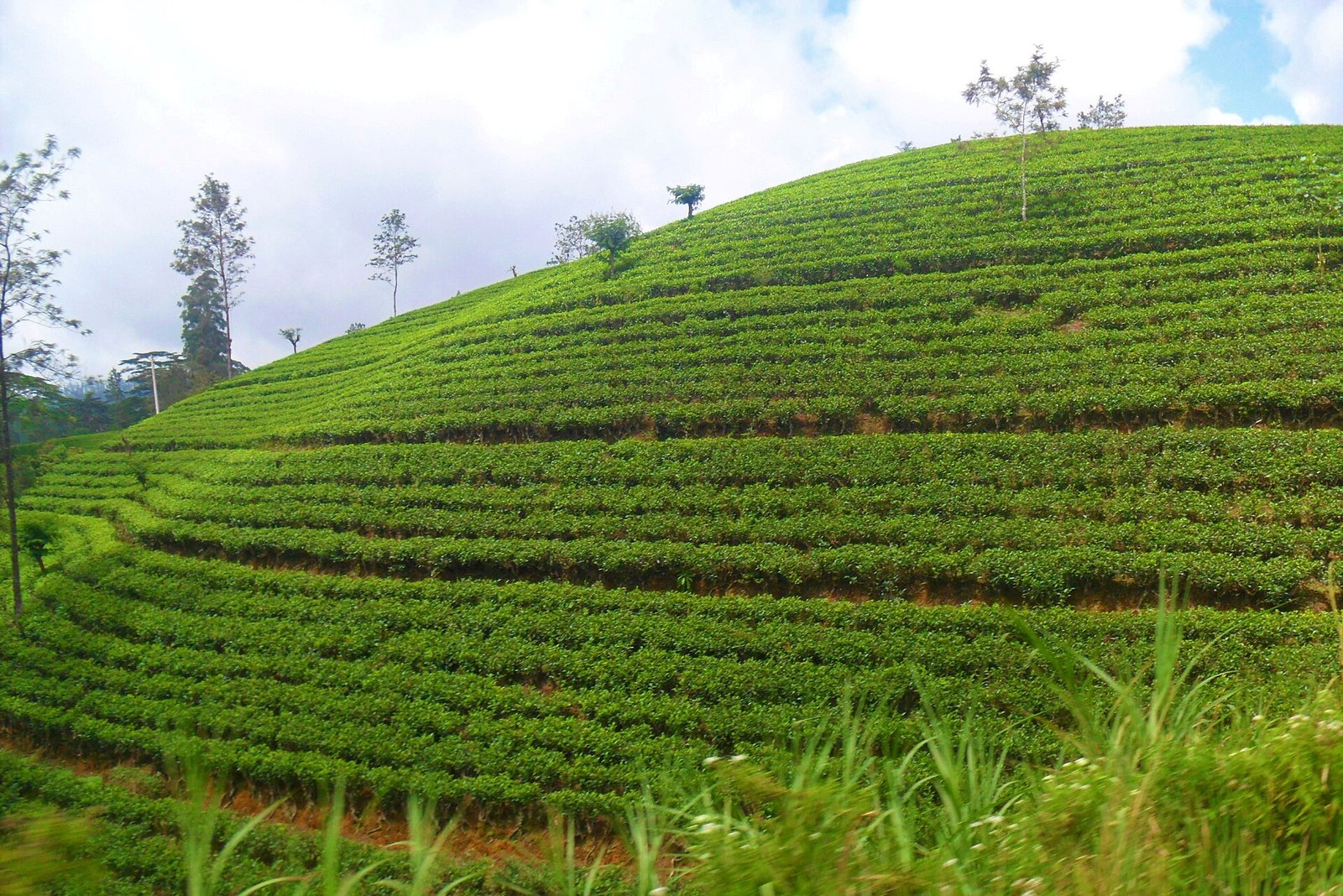 Neat rows of tea bushes on a hillside estate near Nuwara Eliya