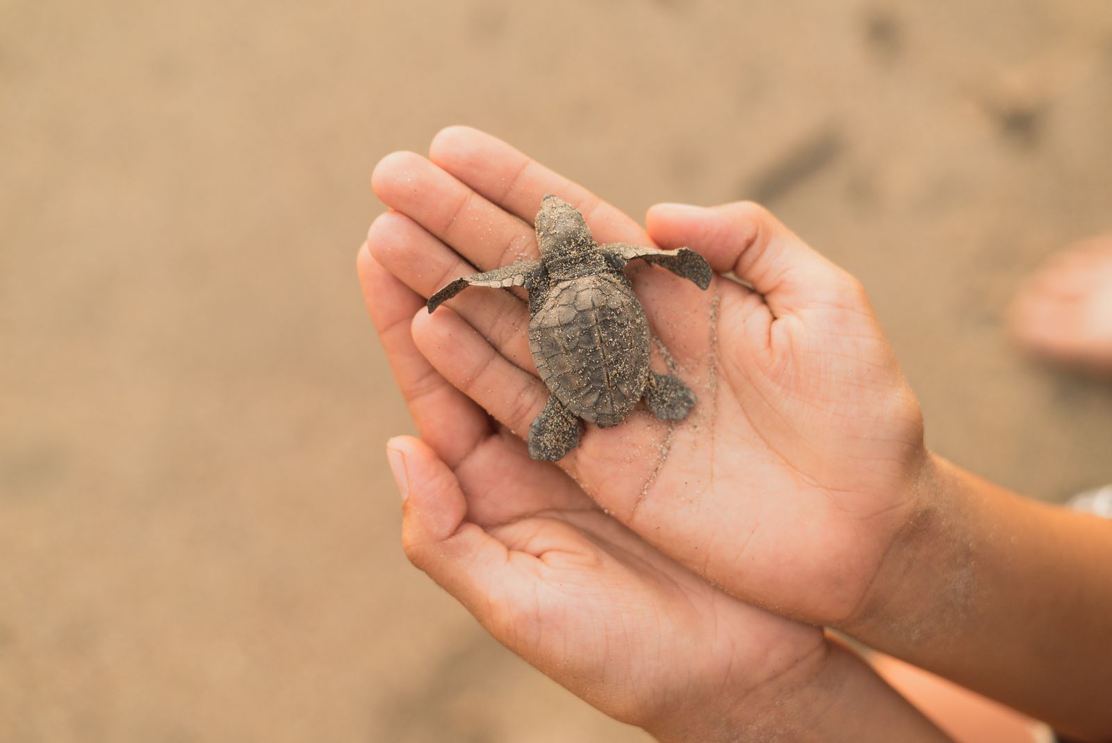 A vulnerable baby sea turtle being gently held by human hands on a sandy beach, showcasing nature's delicate beauty.