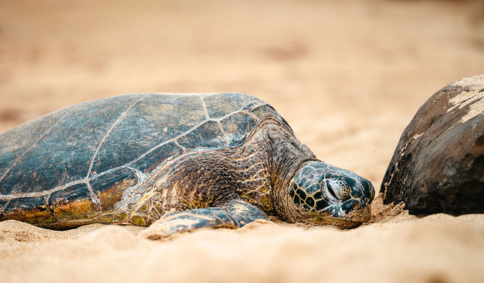 A serene close-up of a sea turtle resting on a sandy beach, exuding calmness and tranquility.