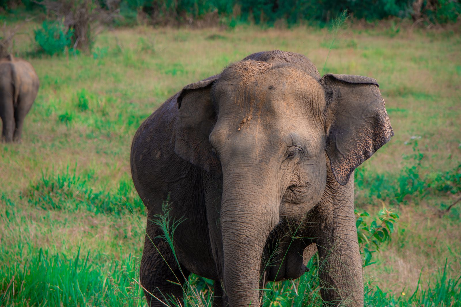Capture of wild elephants grazing in the lush grasslands of Sri Lanka.