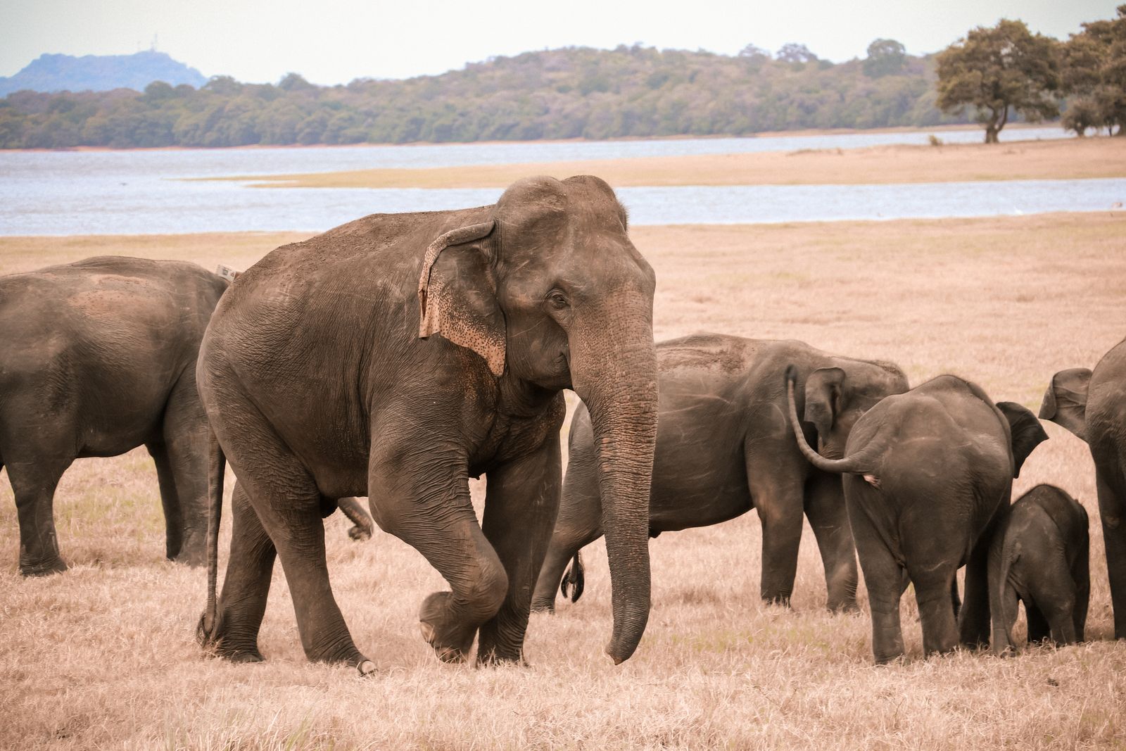Asian elephant herd grazes near a serene Sri Lankan lake, showcasing nature's beauty.