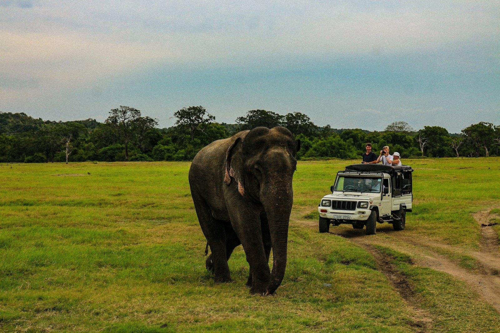 people in white SUV near gray elephant in green field under white and blue skies during daytime