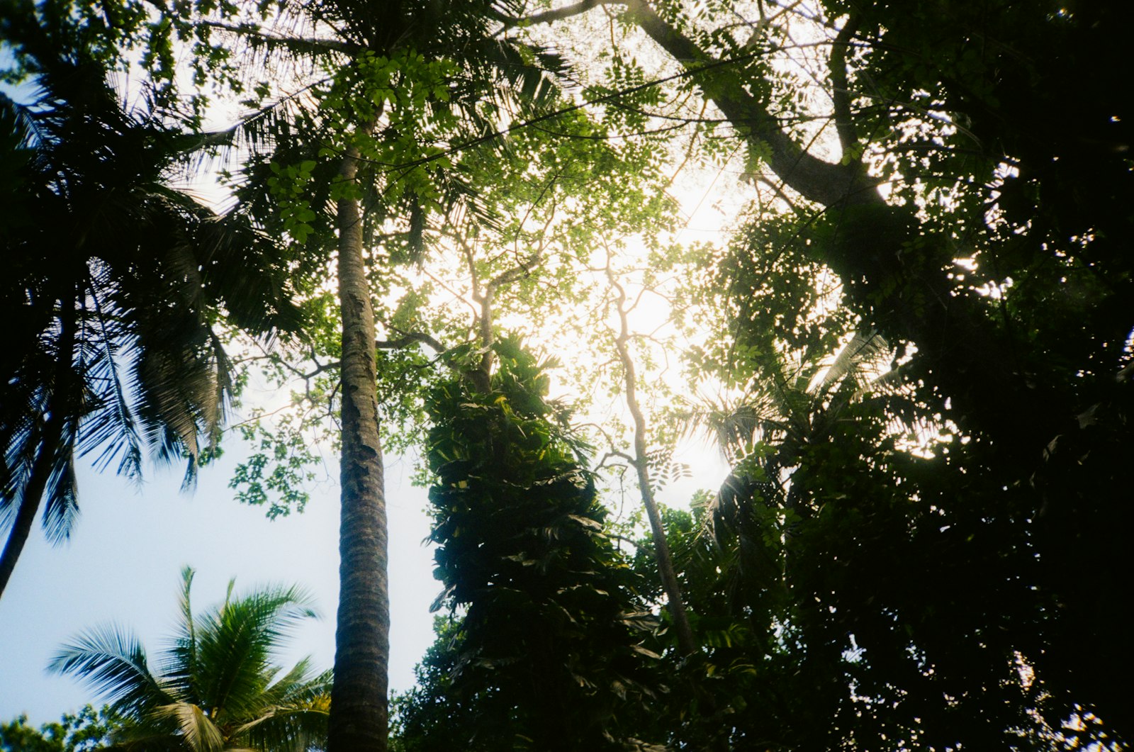Sunlight filtering through lush green forest canopy.